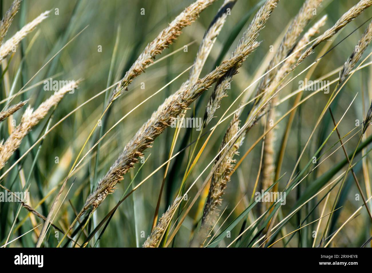 Primo piano di dune selvatiche che soffiano nel vento vicino alla foce del fiume Columbia in Oregon, Stati Uniti; Warrenton, Oregon, Stati Uniti d'America Foto Stock