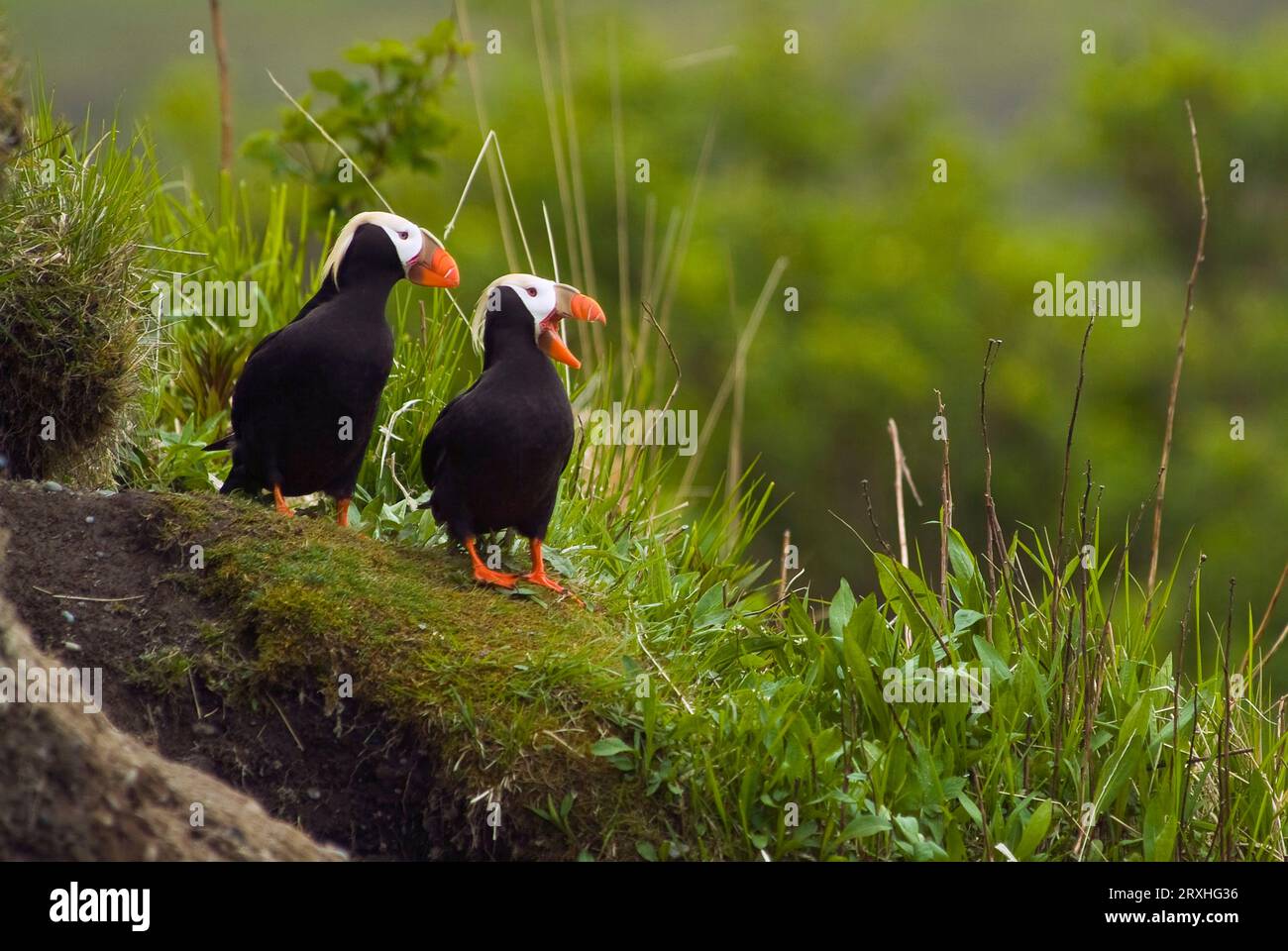 Una coppia di puffini tufted arroccati su Cliff, Middleton Island, Alaska centro-meridionale, estate Foto Stock