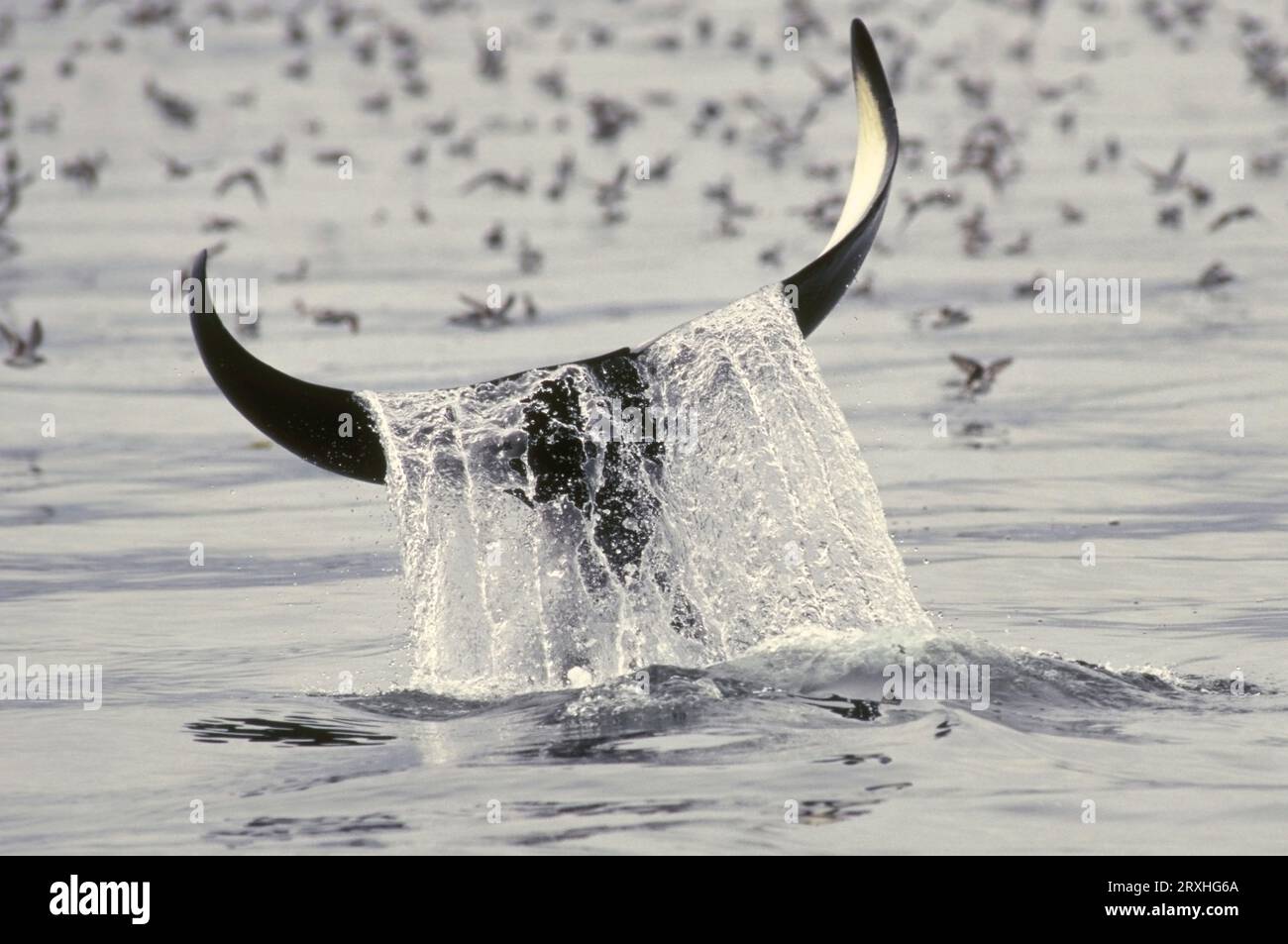 L'acqua si riversa sul Fluke di Una balena Killer Diving, Alaska sud-orientale, arcipelago Alexander, Tongass National Forest Foto Stock