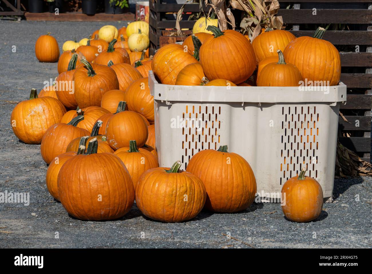 Zucche in mostra in una soleggiata giornata autunnale Foto Stock