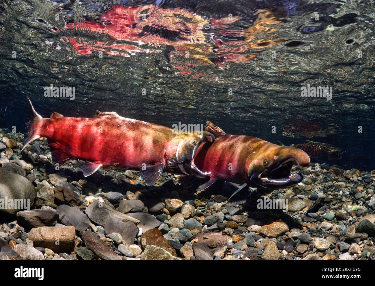 Male Coho compete aggressivamente per le femmine a Power Creek, Copper River Delta vicino a Cordova e Prince William Sound, Alaska centro-meridionale Foto Stock
