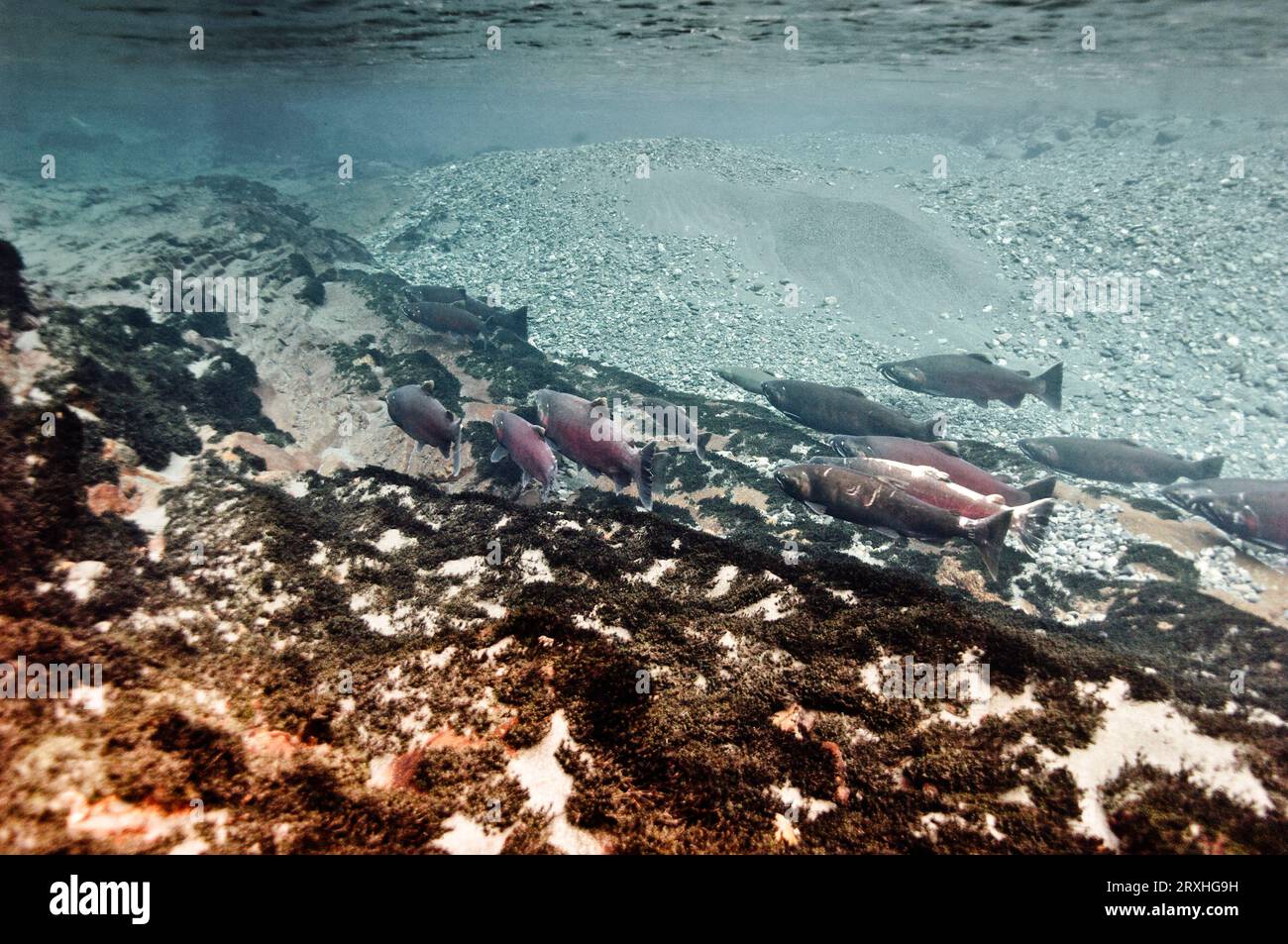 Dolly Varden Char con scuola di salmone di Coho in piscina sui campi di riproduzione, Copper River Delta, Prince William Sound, Alaska centro-meridionale Foto Stock