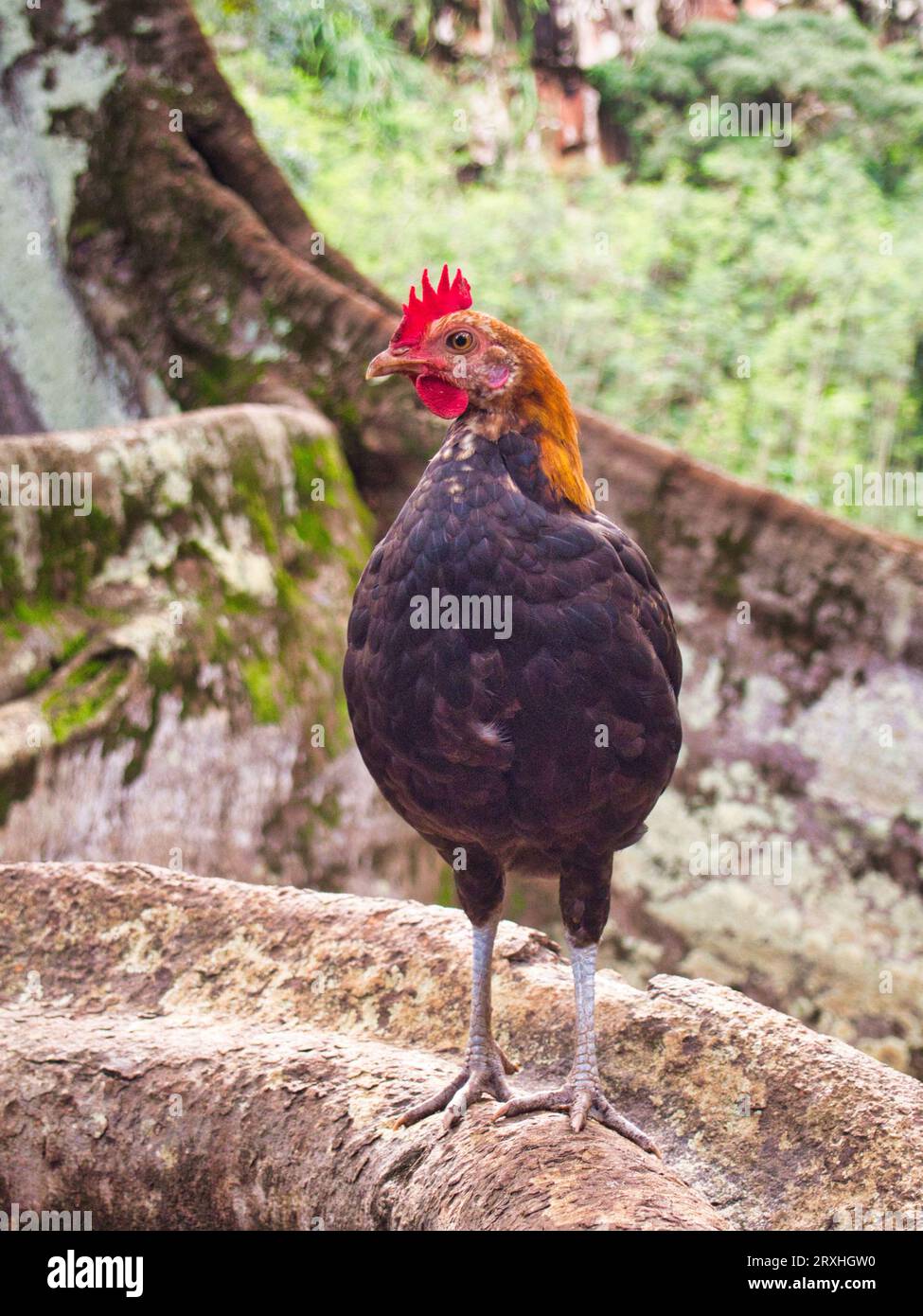 Pollo selvatico Kauai all'aperto nel giardino botanico. Foto Stock