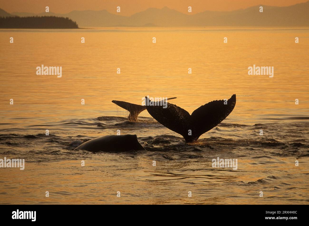 Composito ambientazione Sole illumina Frederick Sound e le balene Humpback Arcipelago Alexander, Alaska sud-orientale composito Foto Stock