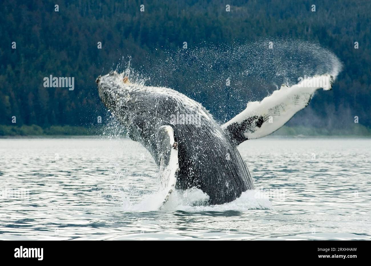 Le balene megattere si infrangono nei pressi del Glacier Bay National Park, nel sud-est dell'Alaska Foto Stock