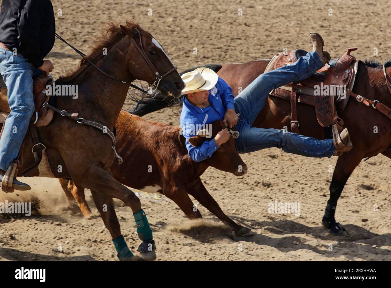 Un cowboy lotta un vitello e un rodeo. Garden City, Kansas. Foto Stock