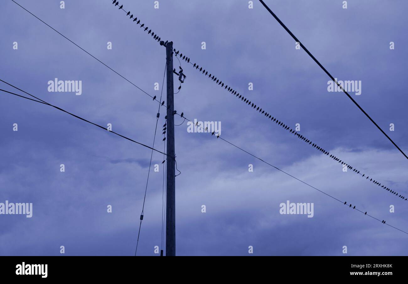 Silhouette di piccoli uccelli seduti in una lunga fila su una linea elettrica contro un cielo nuvoloso; Abbotsford, British Columbia, Canada Foto Stock
