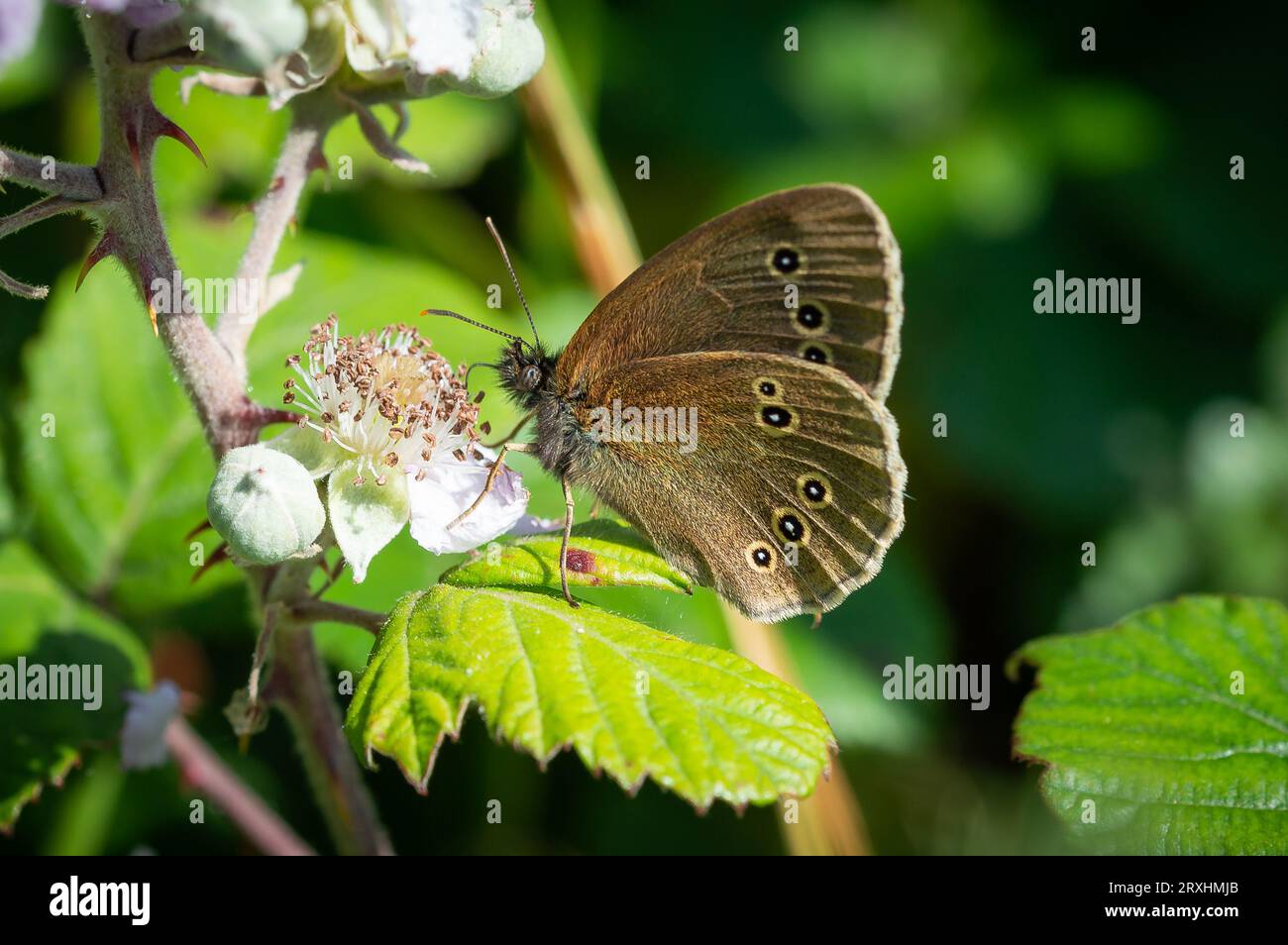 Ringlet farfalla che dà da mangiare a un fiore di bramble Foto Stock