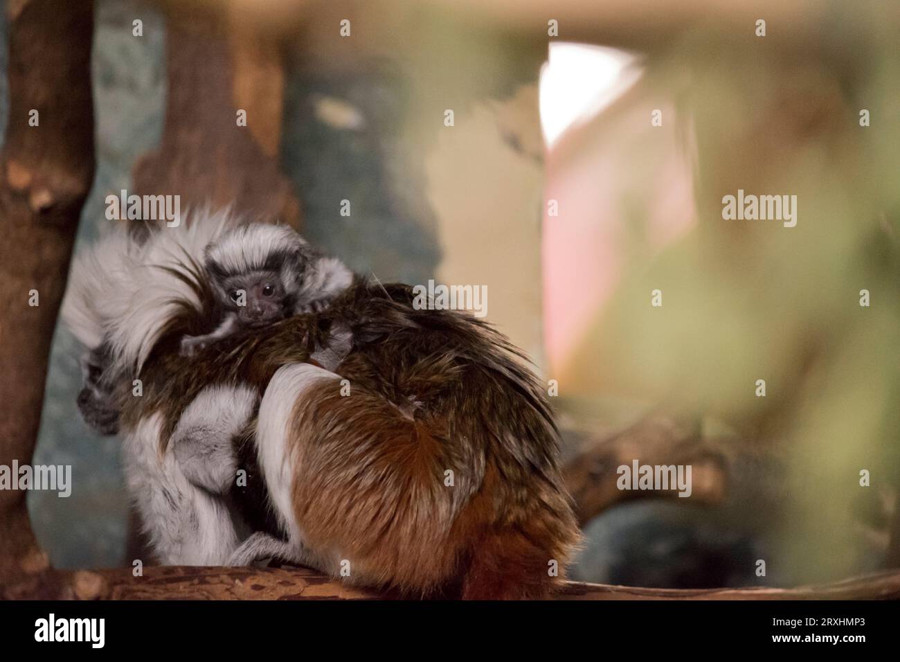 il tamarin cotone-top è facilmente riconoscibile dalla lunga cresta sagittale bianca che si estende dalla fronte alle spalle. Foto Stock
