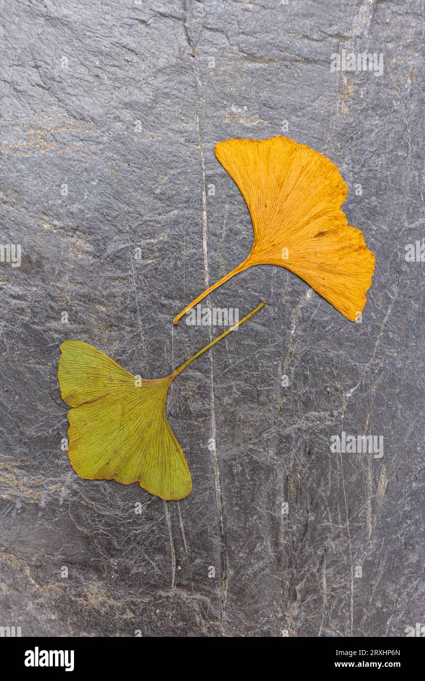 Due foglie di ginkgo su uno sfondo di ardesia grigio testurizzato; foglia verde e foglia gialla l'una di fronte all'altra Foto Stock