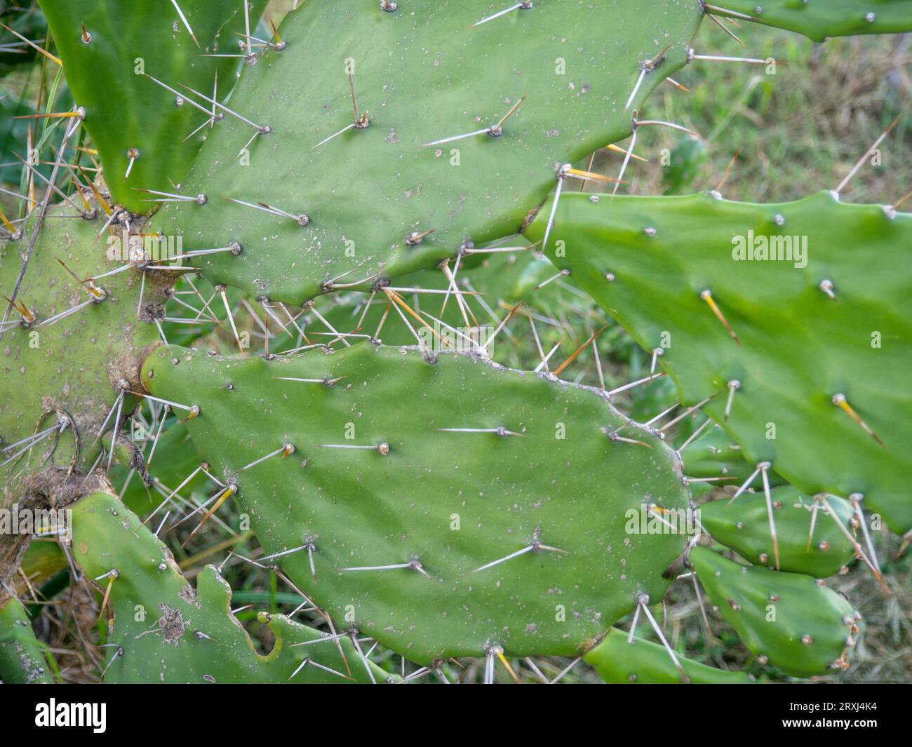 Cactus di fico d'India. Sfondo di foglie e spine. Ricambi Cactus. Pianta verde primaverile. Pericolo. Concetto di Cactus Foto Stock