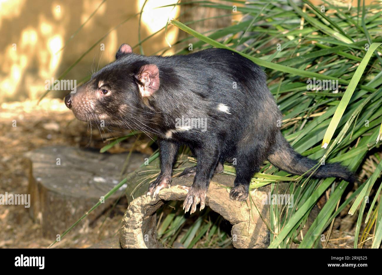 Il diavolo della Tasmania è il più grande marsupiale carnivoro del mondo Foto Stock