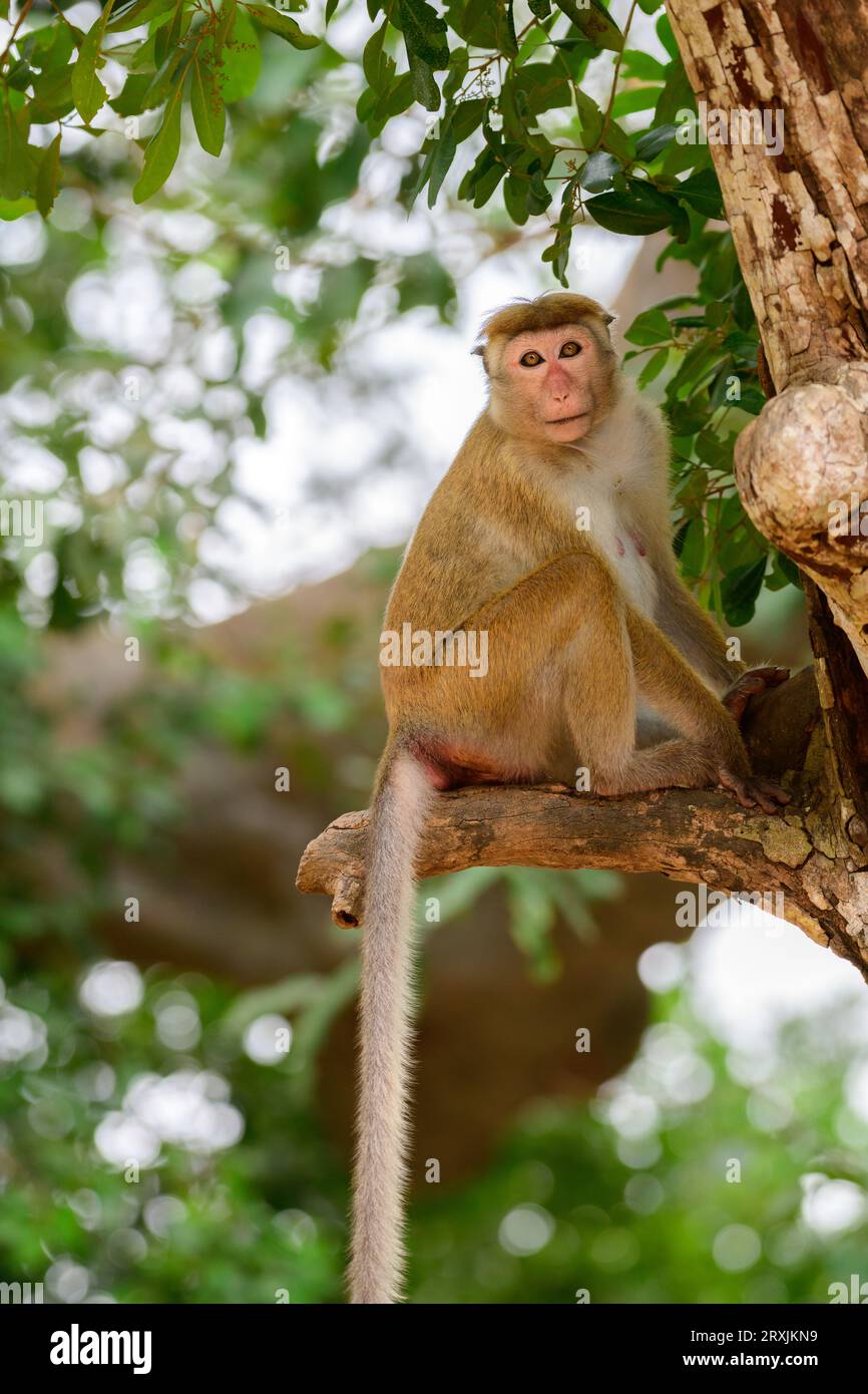 Giovane scimmia macaca toque seduto sul bordo di un ramo rotto e guardando la macchina fotografica, nel suo habitat naturale nel parco nazionale di Yala. Foto Stock