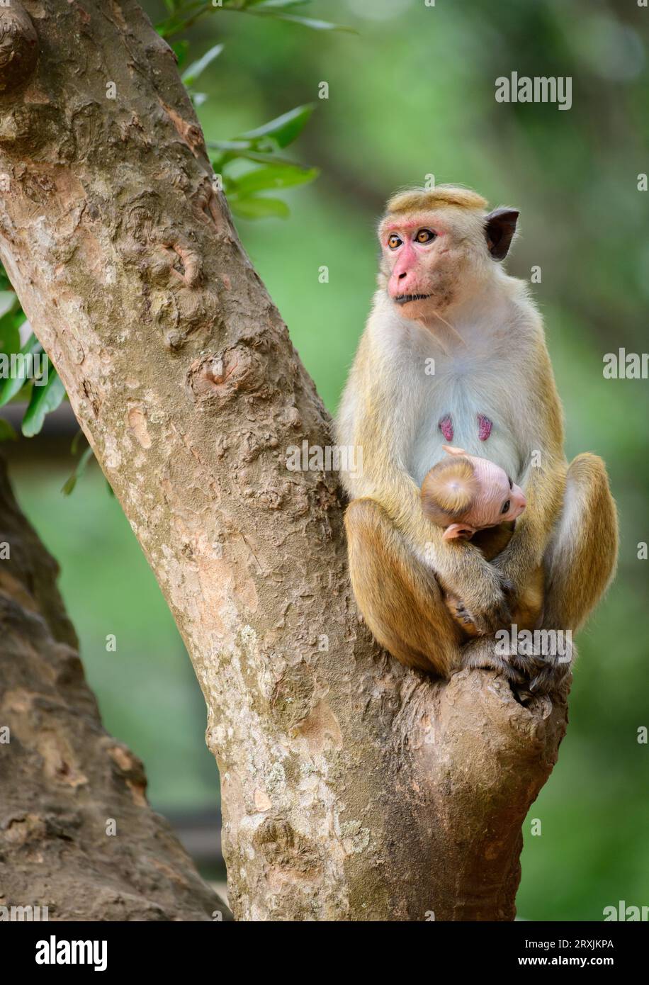 Incredibile ritratto di famiglia Toque macaque selvaggio, mamma e bambino scimmia seduti su un albero e guardando di lato. Fotografato nel parco nazionale di Yala. Foto Stock