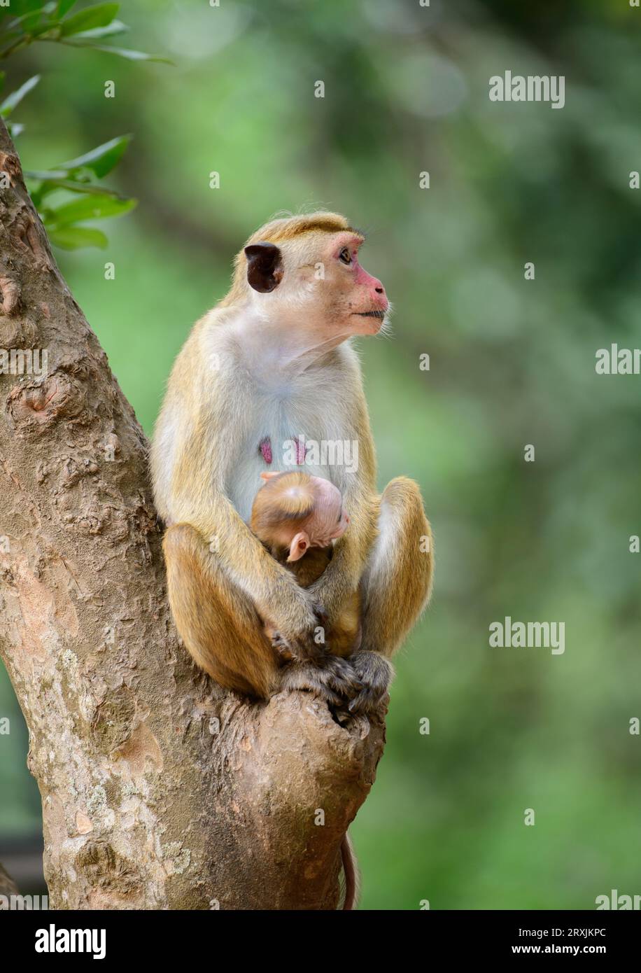 Bellissimo ritratto di famiglia Toque macaque, mamma e bambino scimmia seduti su un albero e guardando di lato. Fotografato nel parco nazionale di Yala. Foto Stock