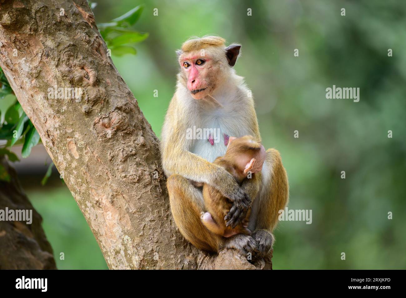 Scimmia macaca toque madre che tiene il suo bambino neonato, seduto su un albero. Foto ravvicinata della famiglia di scimmie. Foto Stock