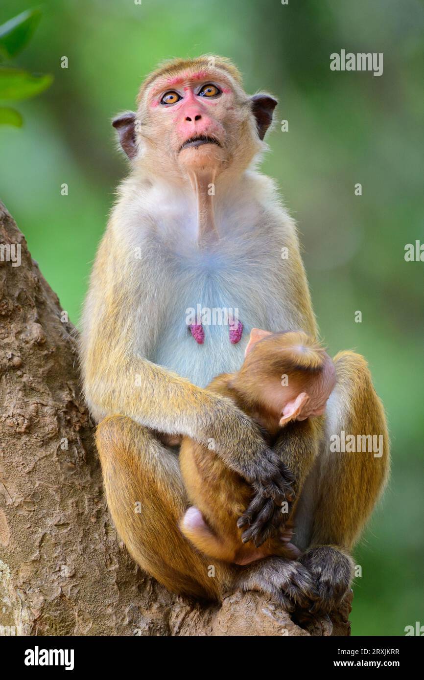 Toque macaque e un neonato, seduti su un albero e guardando in alto. Foto ravvicinata di ritrattistica di scimmie Foto Stock