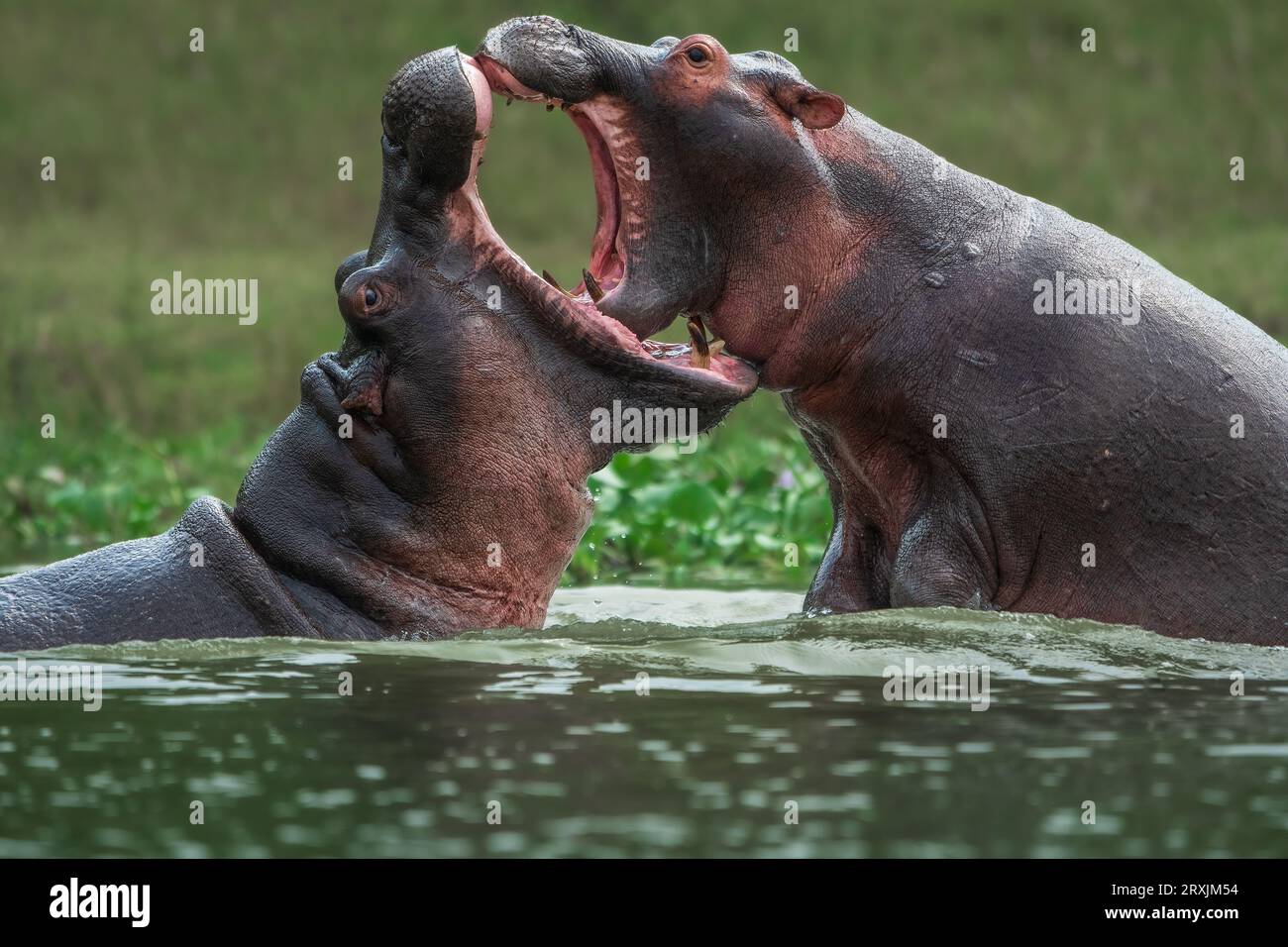 Un bambino e un ippopotamo sub-adulto che suonano nel canale Kazinga al Queen Elizabeth National Park, Uganda Foto Stock