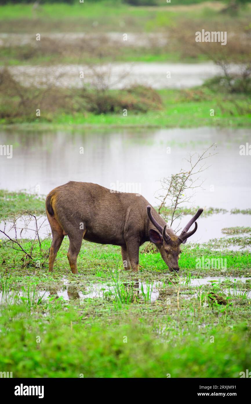 Paludi che pascolano erba nelle paludi del parco nazionale di Yala, maestosa vista laterale dei cervi sambar dello Sri Lanka, splendido habitat naturale. Foto Stock