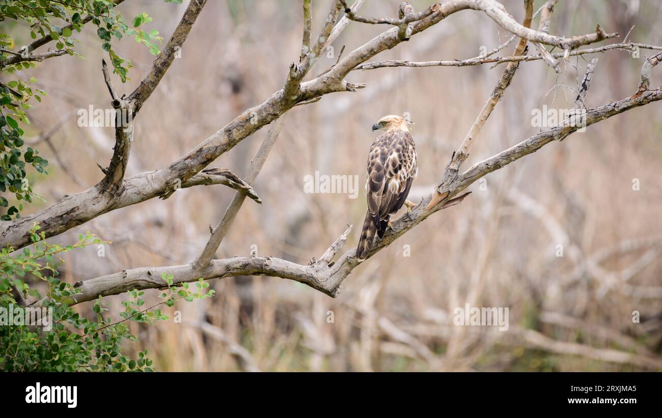 Il falco crestato-aquila in una fotografia di un ramo di albero dalla vista panoramica sul retro dell'uccello. Questo bellissimo e maestoso uccello cacciatore è stato avvistato a Yala Foto Stock