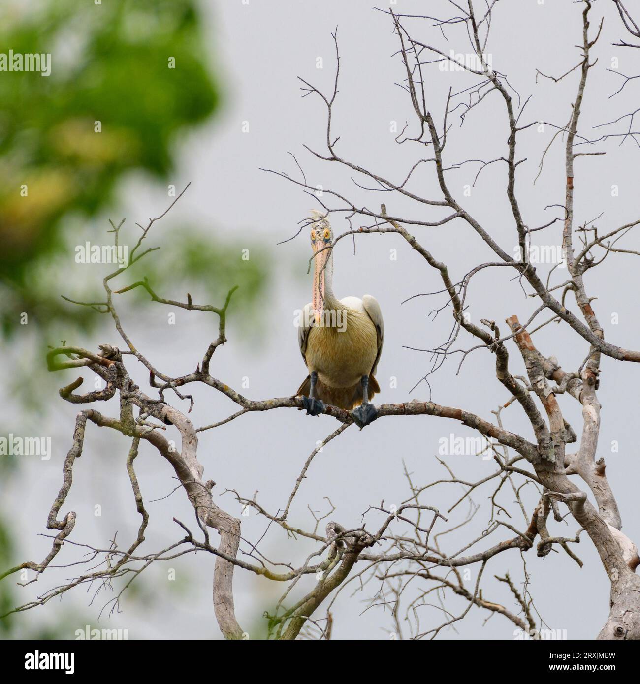 Posateria pelicana sul ramo di alberi morti vista dal profilo frontale avvistata nel parco nazionale di Yala. Foto Stock