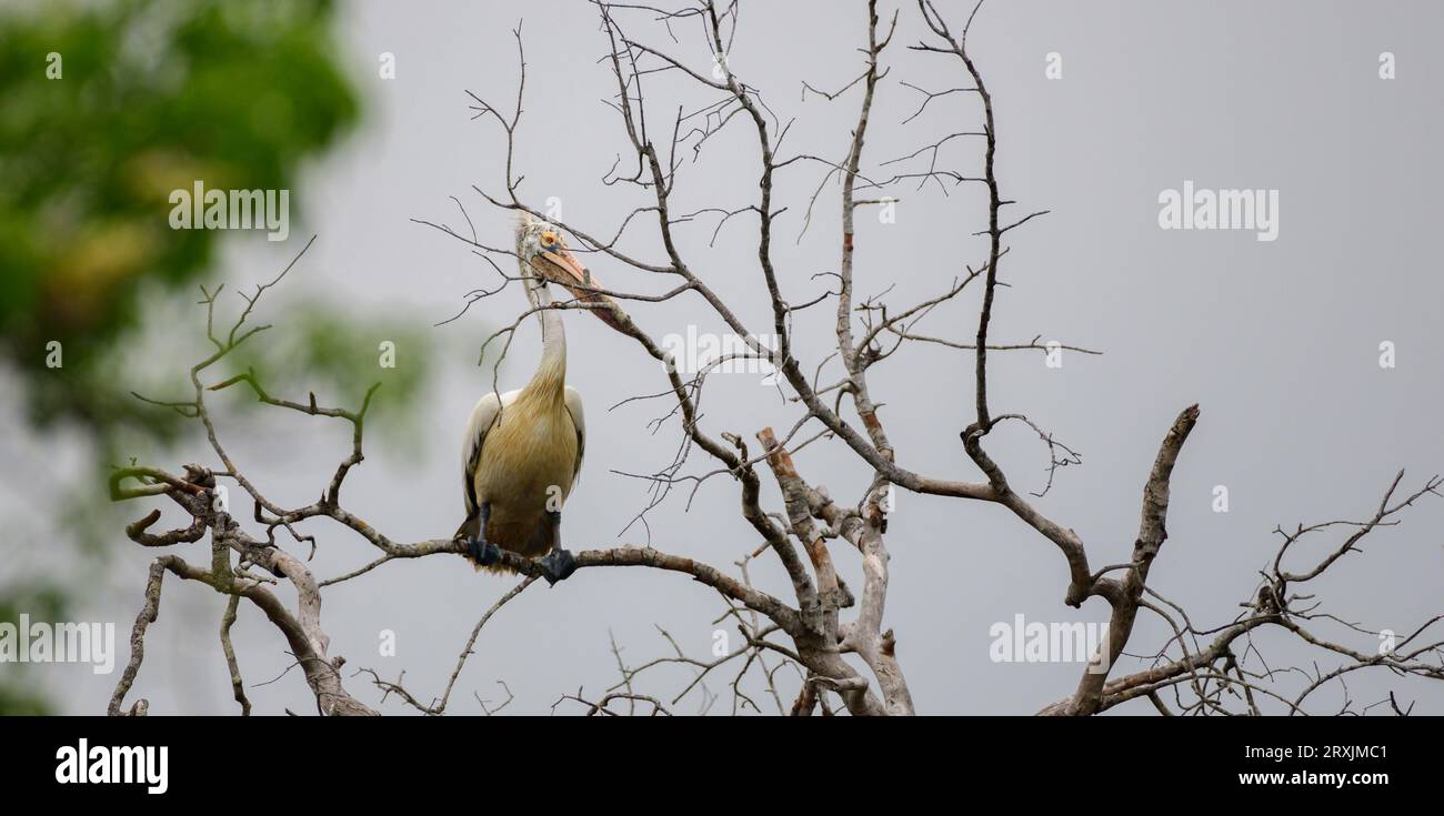 Avvista il persico pelicano sul ramo di un albero morto contro il cielo buio e cupo. Avvistato nel parco nazionale di Yala. Foto Stock