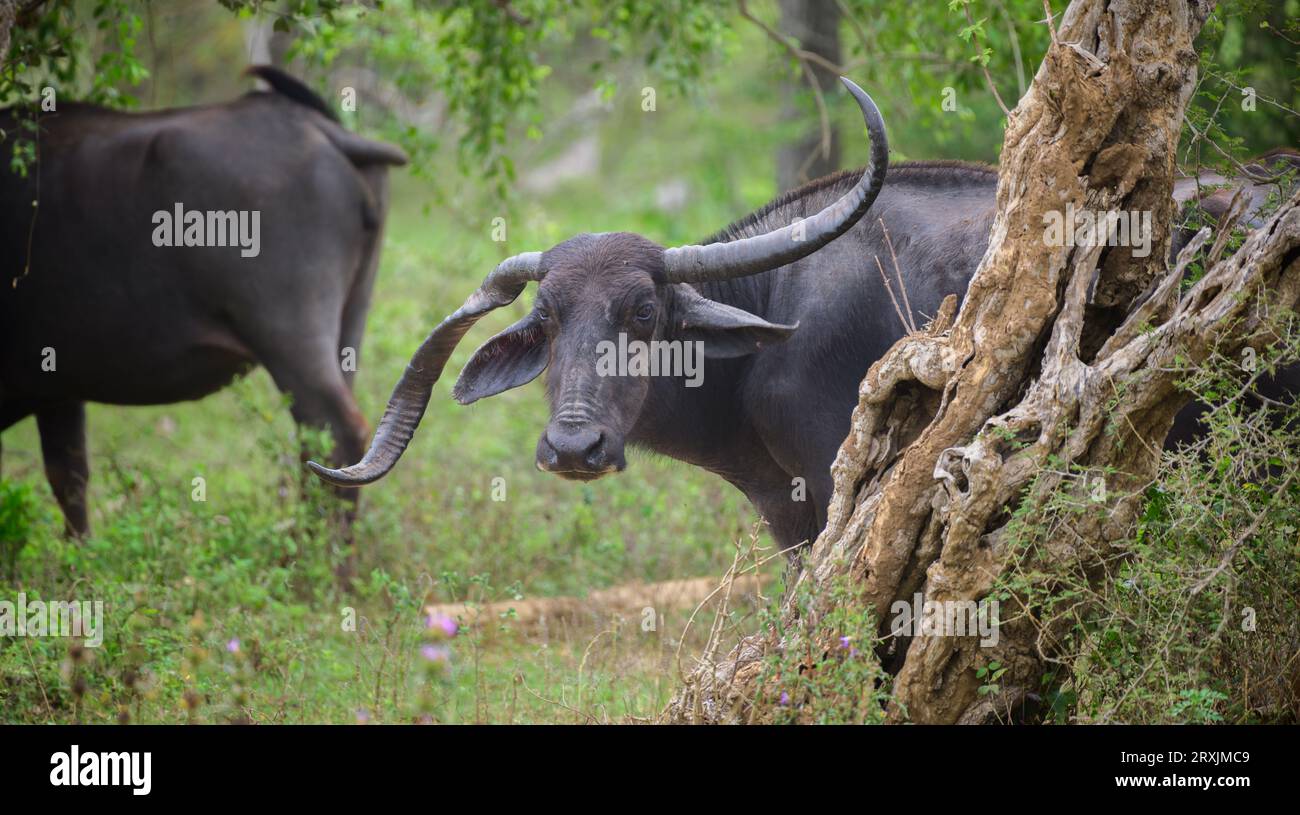 Grande bufalo d'acqua selvatico cornuto al parco nazionale di Yala, un corno contorto che cresce verso il basso mentre l'altro cresce verso l'alto. Foto Stock