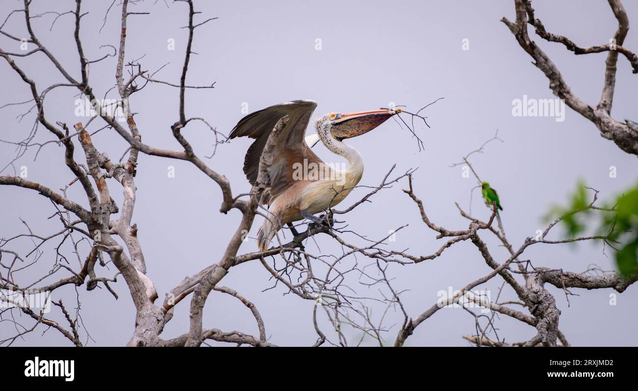 Il pellicano a becco raccoglie bastoncini secchi nel suo conto, decollando dall'albero, stagione della riproduzione, avvistati nel parco nazionale di Yala. Foto Stock
