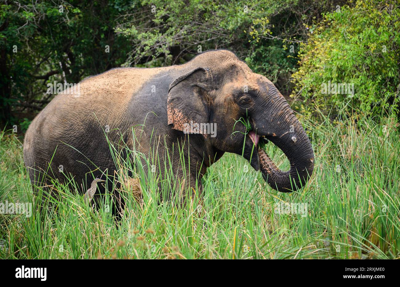 Grande elefante asiatico in piedi nella palude e mangiando erba verde fresca, mettendo l'erba in bocca dal lungo tronco, vista laterale del maestoso Foto Stock