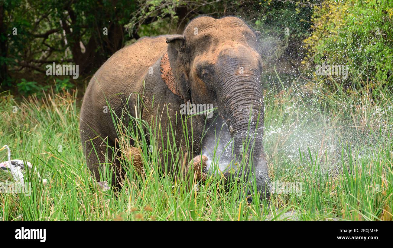 Grande elefante asiatico in piedi nella palude e spruzzando acqua per rinfrescare il calore del corpo, il parco nazionale di Yala. Foto Stock