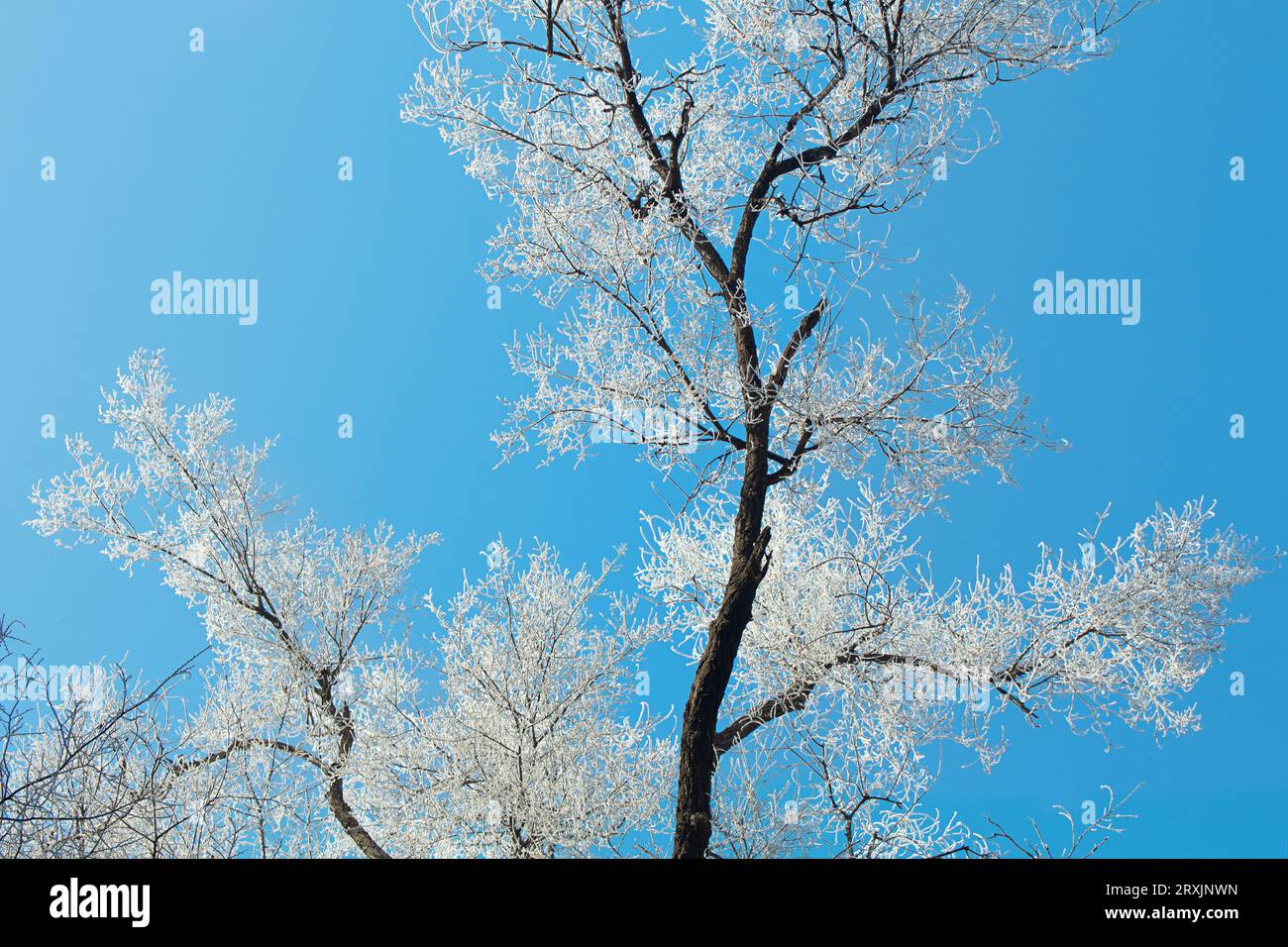 Albero congelato con ghiaccio bianco sui rami su sfondo blu. Inverno Foto Stock