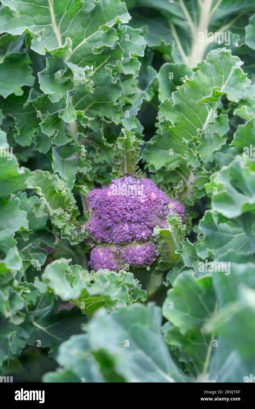 Germogli di Broccoli Claret, F1, Porple Sgermouting, Brassica oleracea, lance viola all'inizio della primavera Foto Stock