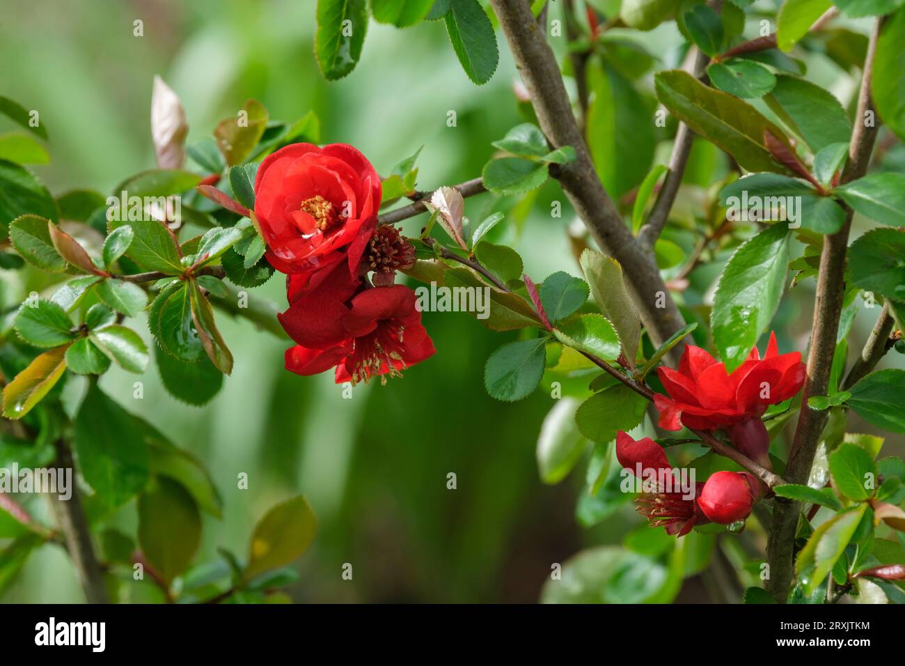 Chaenomeles superba Crimson and Gold, cotogna giapponese Crimson and Gold, arbusto deciduo, fiori rossi cremisi con anatre dorate, ibridi Foto Stock