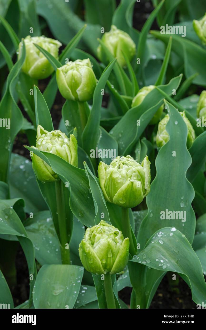 Tulip Avant Garde, Tulipa Avant Garde, doppio tulipano, fiori di limone pallido di rosa all'inizio della primavera, Foto Stock