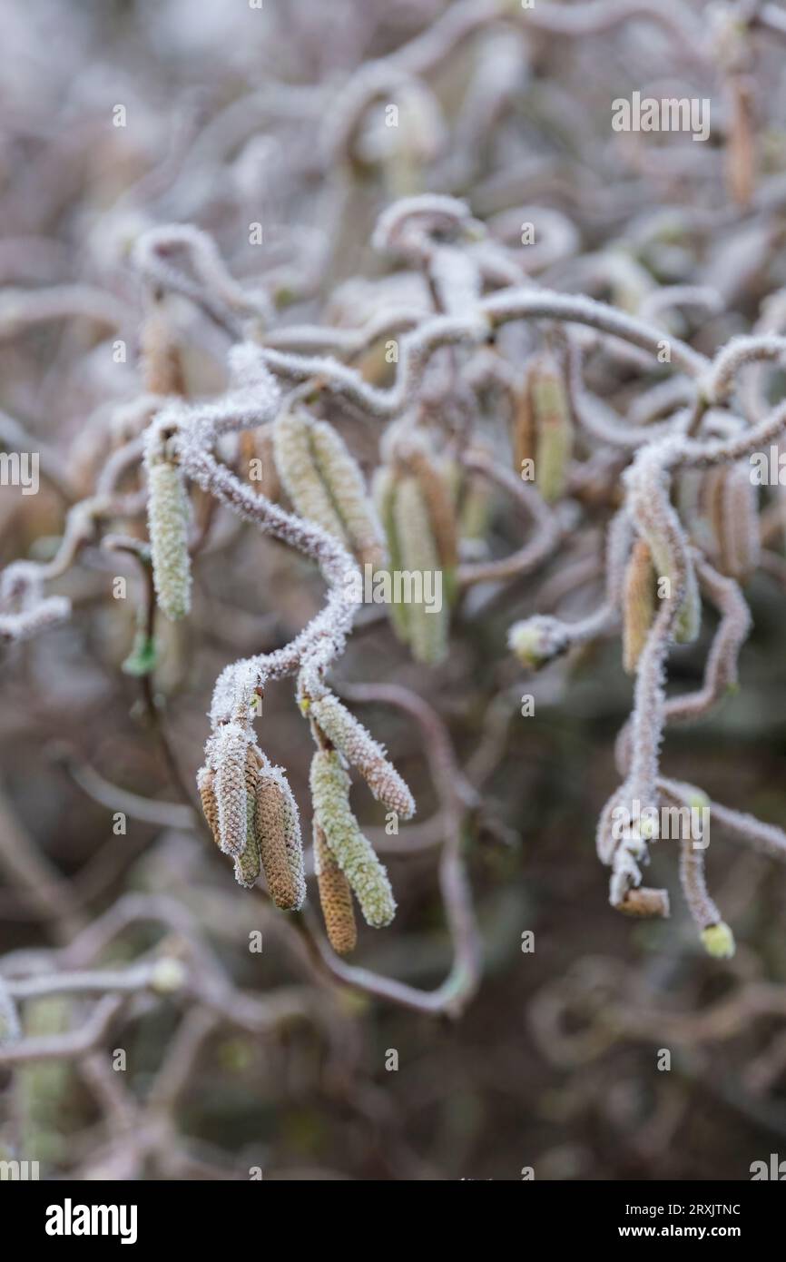 Corylus avellana Contorta, nocciolo di cavatappi, bastone da passeggio di Harry Lauder, arbusto deciduo, rami fortemente attorcigliati, pendente ricoperto di ghiaccio catki maschio Foto Stock
