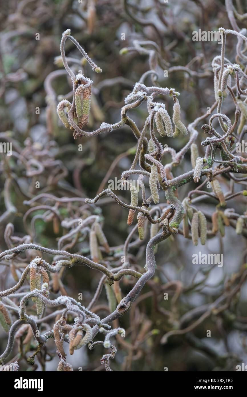 Corylus avellana Contorta, nocciolo di cavatappi, bastone da passeggio di Harry Lauder, arbusto deciduo, rami fortemente attorcigliati, pendente ricoperto di ghiaccio catki maschio Foto Stock