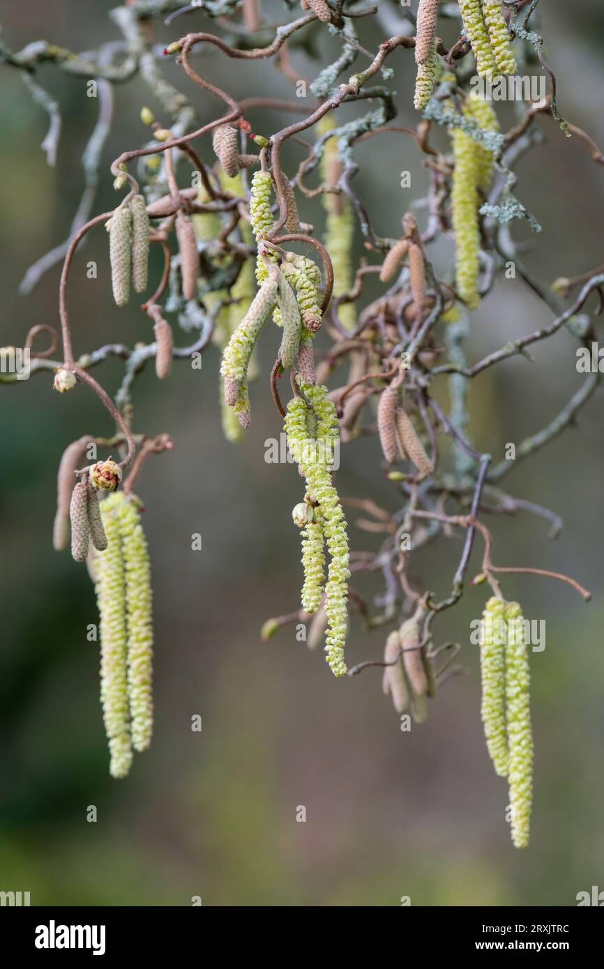 Corylus avellana Contorta, nocciolo di cavatappi, bastone da passeggio di Harry Lauder, rami fortemente attorcigliati, catkins maschi gialli pendenti all'inizio della primavera Foto Stock