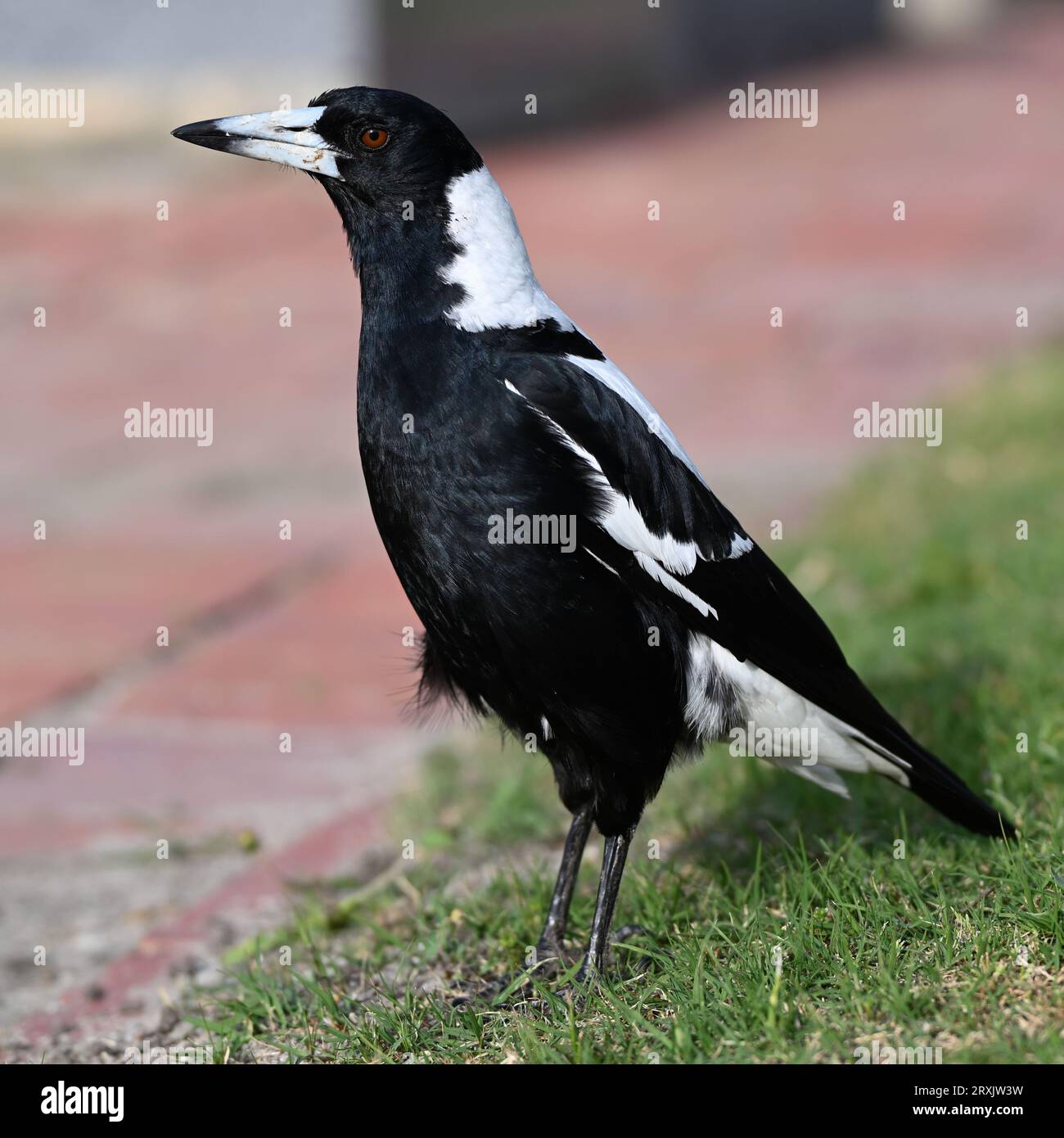 Primo piano di una torta australiana in piedi su un'erba tagliata in modo ordinato accanto a un sentiero di mattoni rossi Foto Stock