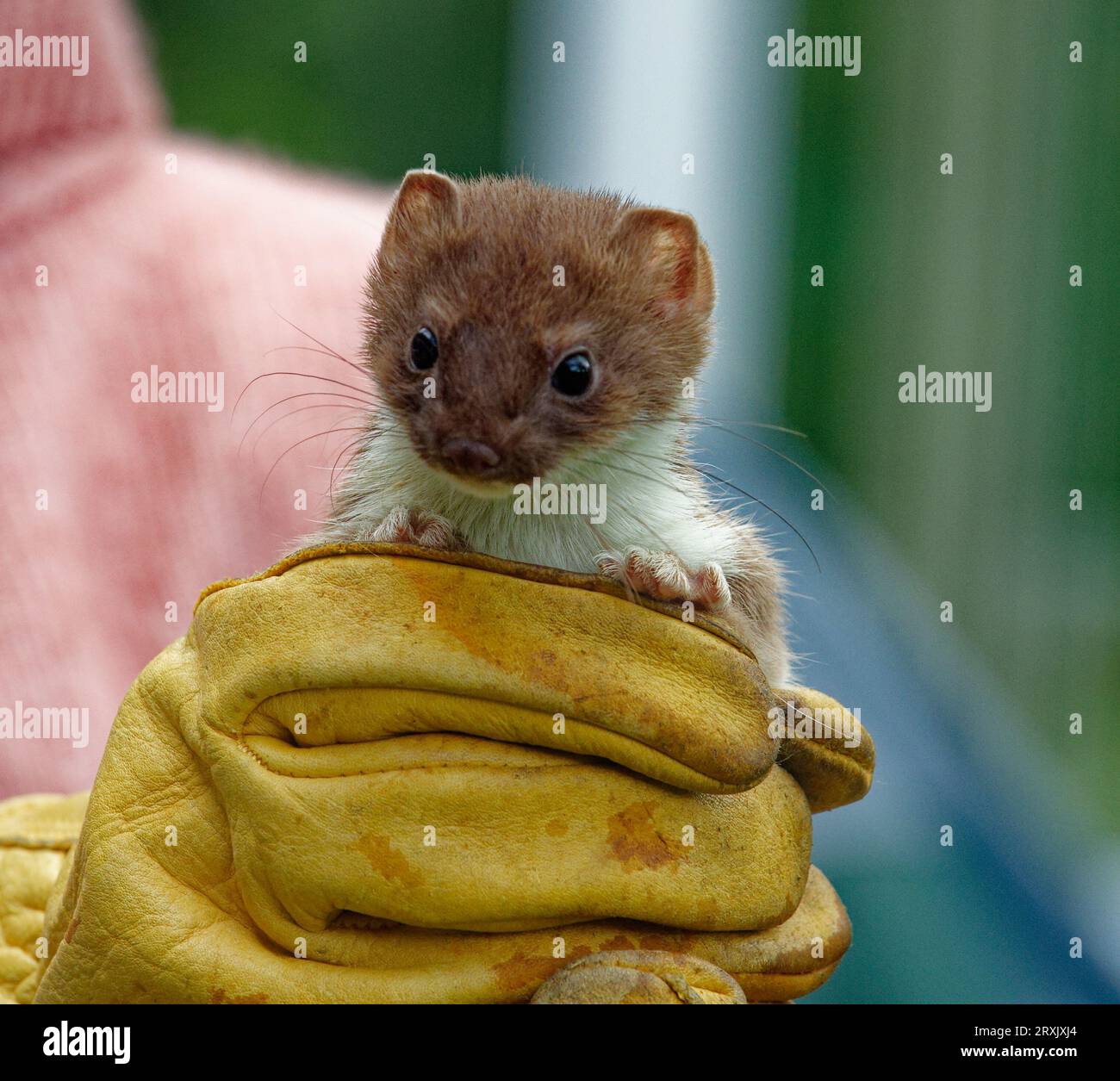 Stoat (Mustela erminea) Immaturo tenuto in mano. Foto Stock