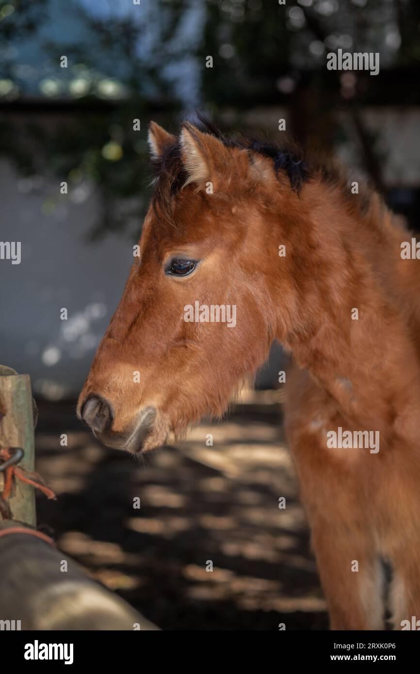 In un'immagine ravvicinata, il volto accattivante di un pony di castagno e gli occhi luminosi irradiano fascino Foto Stock