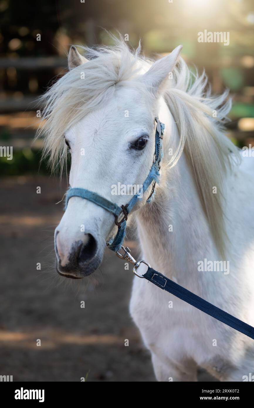 In un'immagine ravvicinata, la testa di un cavallo grigio, adornata da un alone blu, vanta un contrasto sorprendente con il suo scorcio scorrevoli di fronte e criniera Foto Stock