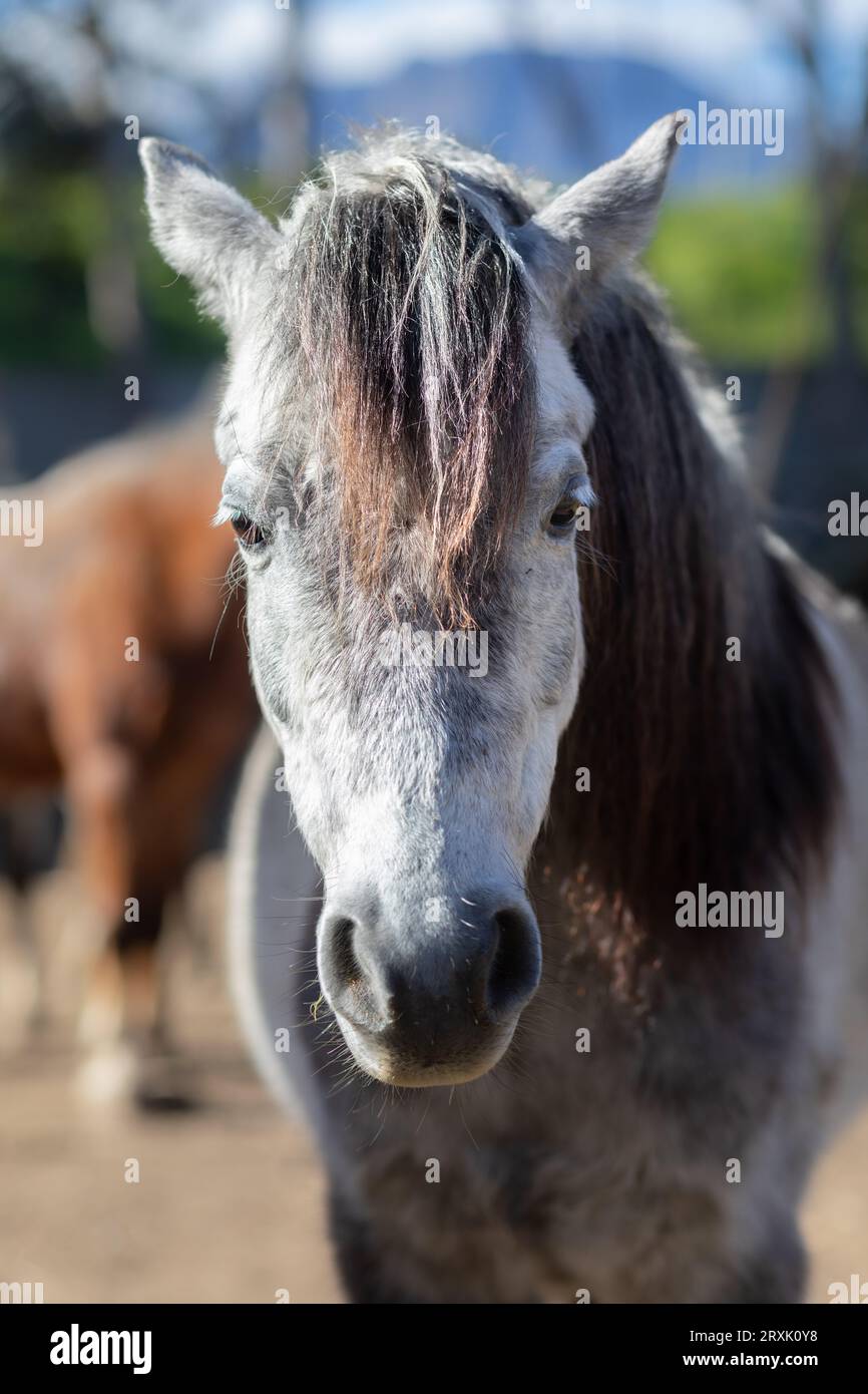 In un'immagine ravvicinata, la testa di un cavallo grigio che guarda la telecamera Foto Stock