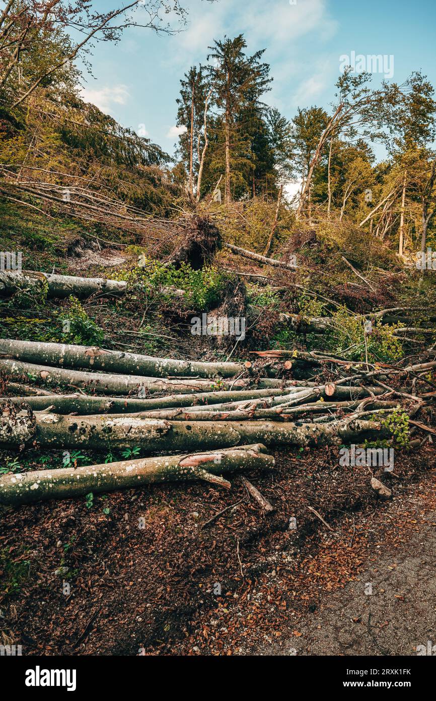 Foresta devastata con tronco d'albero strappato durante la grave tempesta, immagine verticale Foto Stock