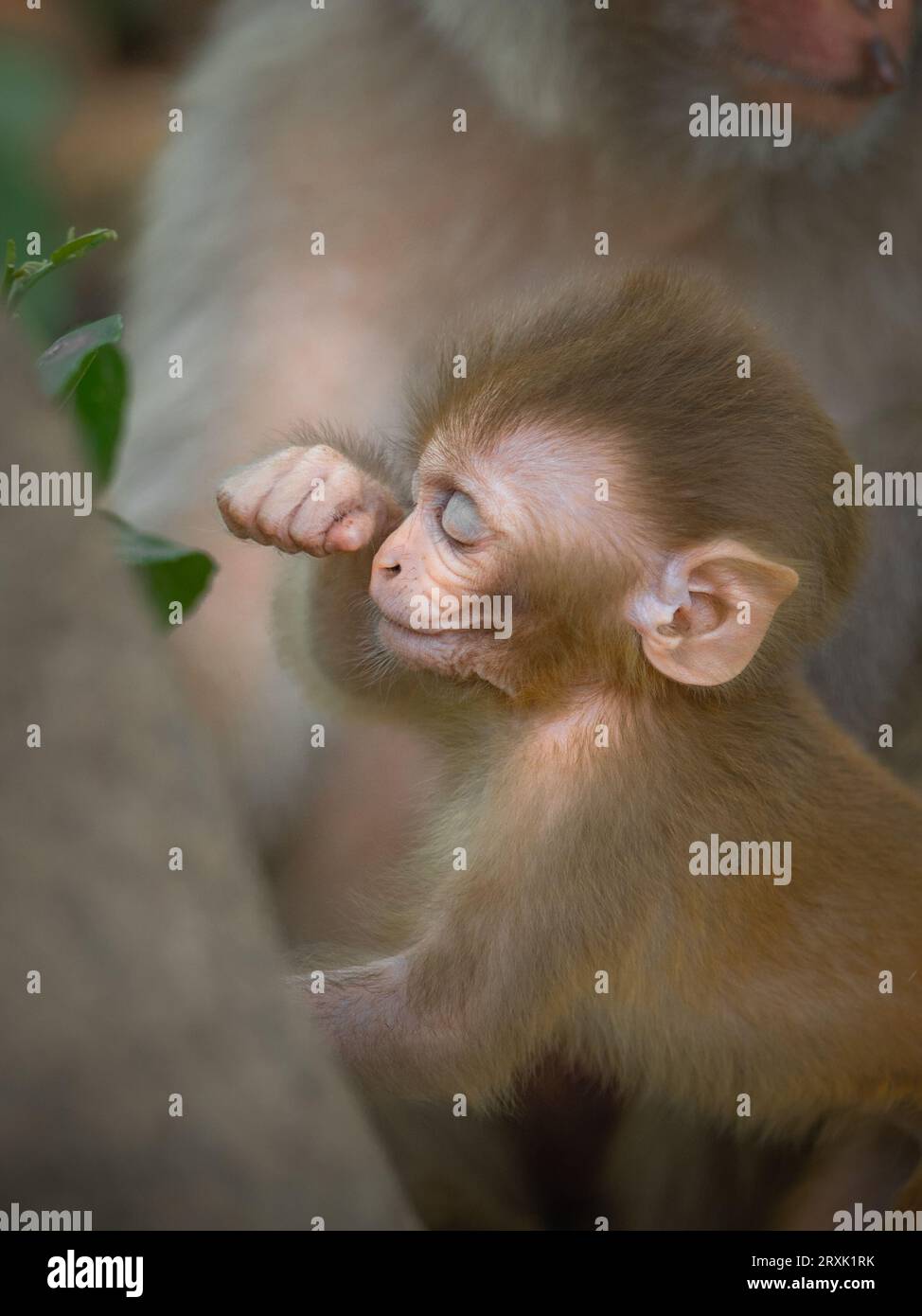 Il giovane macaco strofina i suoi occhi stanchi UTTARAKHAND, LE IMMAGINI DOLCI DELL'INDIA mostrano un bambino macaco mentre si gusta uno spuntino nella foresta prima di attaccarlo Foto Stock