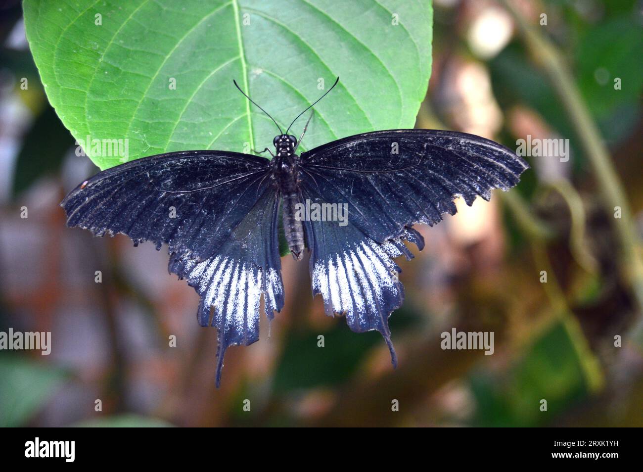 Great Yellow Mormon Butterfly 'Papilio lowi' (Asian Swallowtail) presso la Butterfly Farm a Stratford-upon-Avon, Warwickshire, West Midlands, Inghilterra. Foto Stock