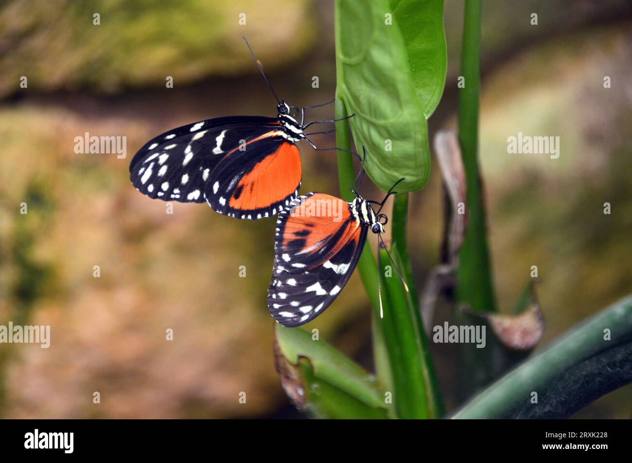 Two Cream-spotted Tigerwing 'TithoreaTtarricina' presso la Butterfly Farm a Stratford-upon-Avon, Warwickshire, West Midlands, Inghilterra, Regno Unito Foto Stock