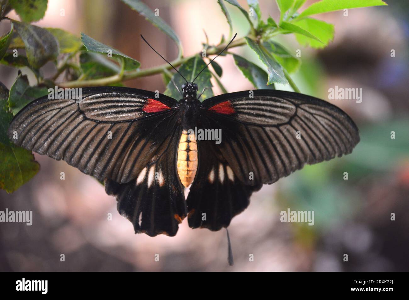 Great Mormon Swallowtail Butterfly "Papilio Memnon" presso la Butterfly Farm a Stratford-upon-Avon, Warwickshire, West Midlands, Inghilterra, Regno Unito Foto Stock