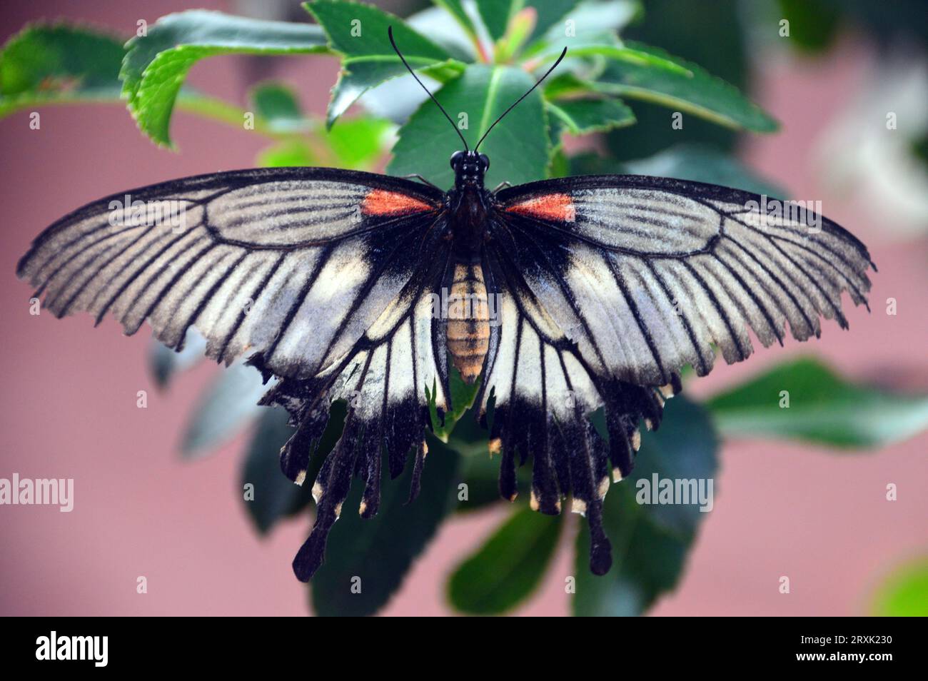 Great Mormon Swallowtail Butterfly "Papilio Memnon" presso la Butterfly Farm a Stratford-upon-Avon, Warwickshire, West Midlands, Inghilterra, Regno Unito Foto Stock