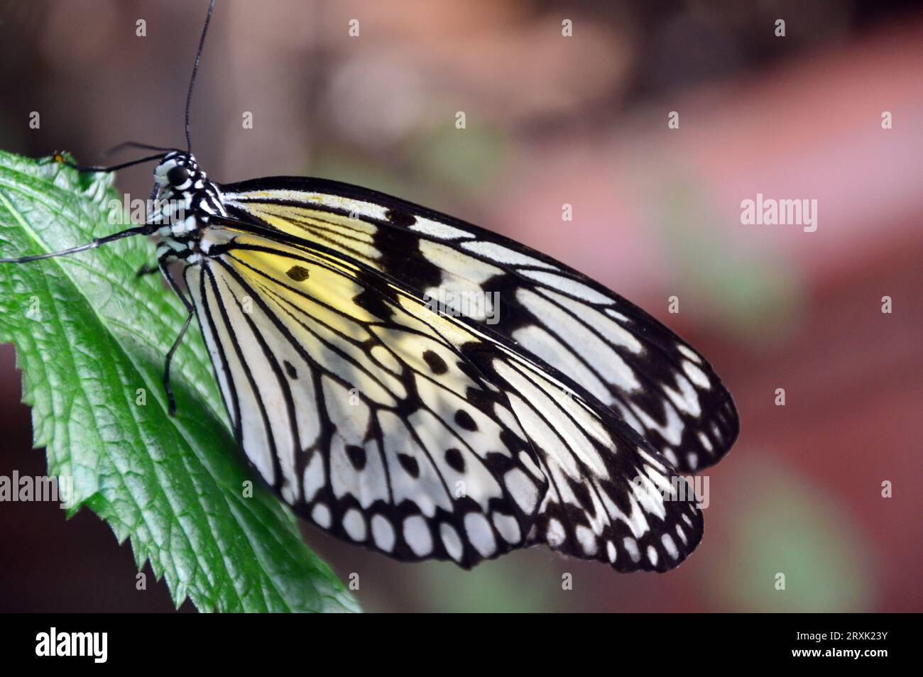 Large Tree Nymph "idea leuconoe" presso la Butterfly Farm a Stratford-upon-Avon, Warwickshire, West Midlands, Inghilterra, Regno Unito Foto Stock