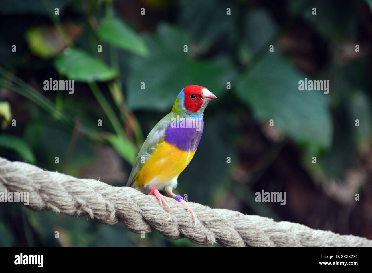 Uccello Gouldian Finch (Erythrura Gouldiae) dai colori vivaci presso la Butterfly Farm a Stratford-upon-Avon, Warwickshire, West Midlands, Inghilterra, Regno Unito Foto Stock